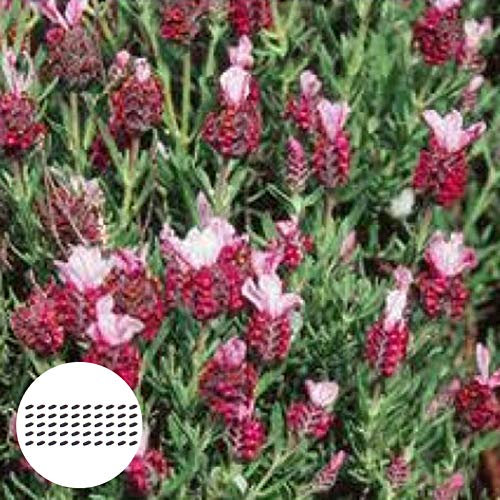 AchidistviQ 50 Stücke Roter Lavendel Samen Einfach Zu Wachsen Gartenpflanzen Blumensamen Für Garten Yard Pflanzen DIY Hausgarten Dekoration Lavendelsamen
