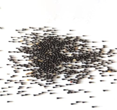 kiskick 50 Stück Zwerg-Bananenbaum-Samen, Mini-Bonsai-Frucht, Hausgarten, Büro, Pflanzendekoration, Züchten Sie Ihren eigenen Kräutergarten Bananensamen