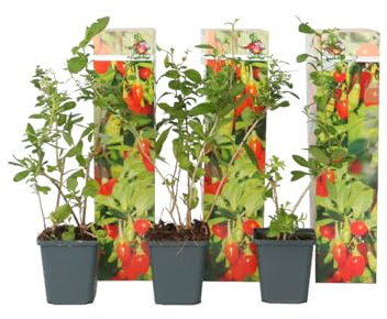 Plant in a Box - Lycium Barbarum - Set de 6 - Plantes de Goji - Pot 9cm - Hauteur 25-40cm