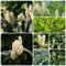 50 piezas semillas de plantas de laurel cerezo regalos de jardín planta de balcón Comprar laurel cereza - Prunus laurocerasus - regalo de jardín plantas en macetas reales Semillas