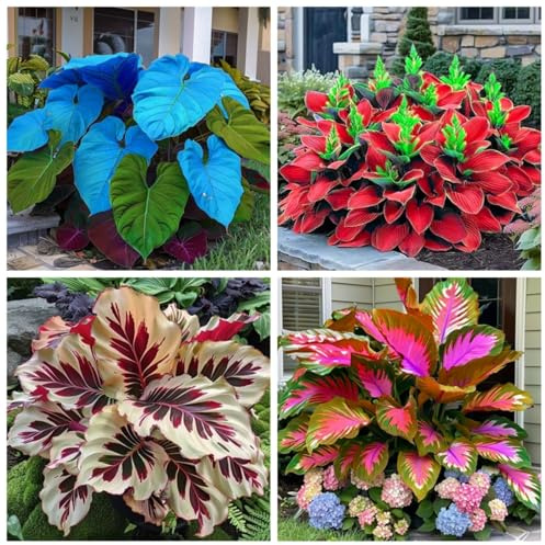Hosta Rhizome, Große Winterhart, Ideale Garten, Dauerblüher Qualitäts, Gemischte Farben, Funkien Rhizome, Hosta MehrjäHrig, 6zwiebeln-H