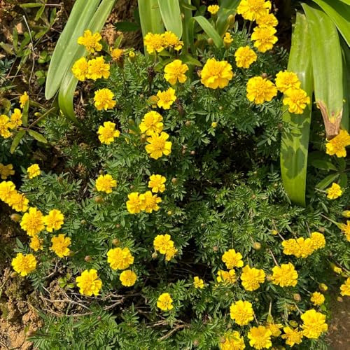 Semi di tagete biologici, giardino resistenti Tagete patula, selvatici, giardino di recisi 250pcs