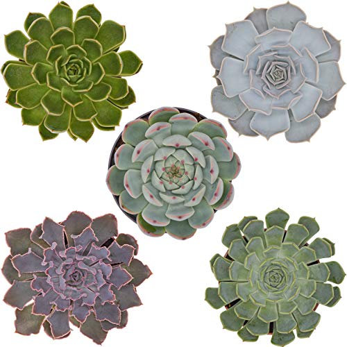 Pasiora Echeveria Mix im 10,5cm Topf, verschiedene mittelgroße Pflanzen, Rosetten Geschenkset (5 Stück)