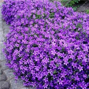 200 Creeping Thyme Seeds Flower Seeds Rock Cress Ground Cover Seeds Carpet Evergreen Plant Easy to Grow for Garden Lawn