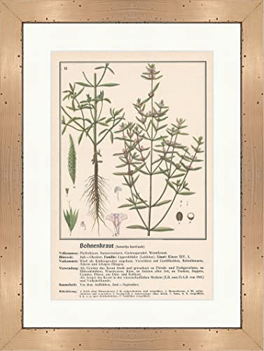 Satureja hortensis Sarriette médicinale 140 plantes médicinales encadrées