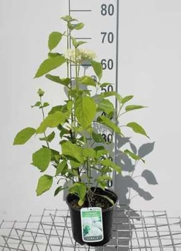 Hydrangea arb. 'Annabelle' - Hortensia De Virginie, Hydrangée De Virginie 30-50 cm en pot