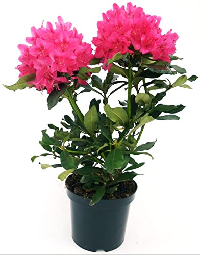 POWERS TO FLOWERS - RODODENDRO ROSA INTENSO, RHODODENDRON, IN VASO 20CM DIAMETRO, pianta vera