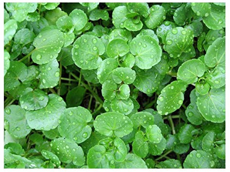 PREMIER SEEDS DIRECT - Watercress - 1.5GM - Nasturtium OFFICINALE