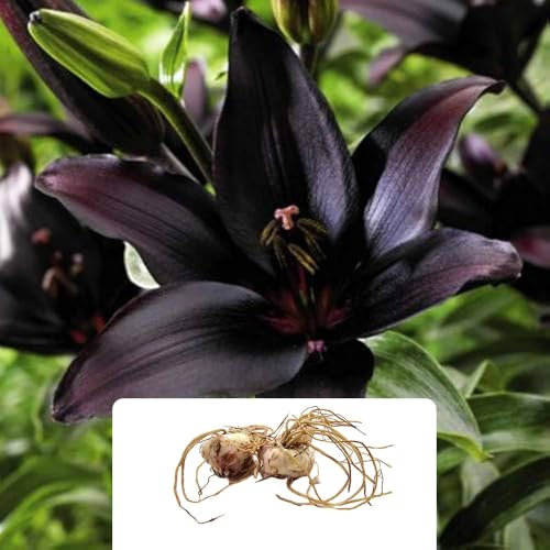 2 Lily Landini Asiatic Bulbs – 10 Deep Purple Star-Shaped Flowers per Bulb – Perfect for Pollinators & Gardeners – Ideal for Early Summer Blooms – Cultivated for UK Climate