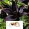 2 Lily Landini Asiatic Bulbs – 10 Deep Purple Star-Shaped Flowers per Bulb – Perfect for Pollinators & Gardeners – Ideal for Early Summer Blooms – Cultivated for UK Climate