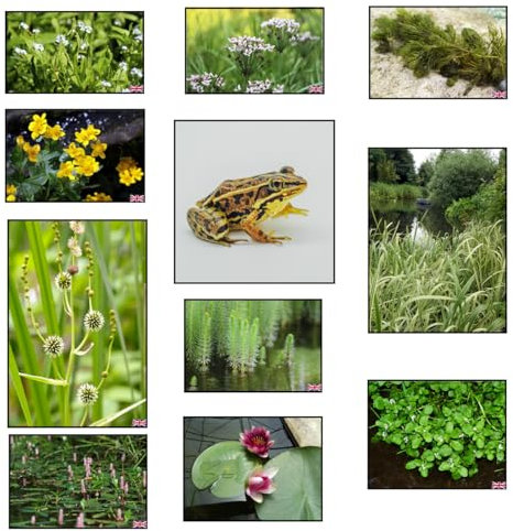 Lincsplants Frog Pack Potted