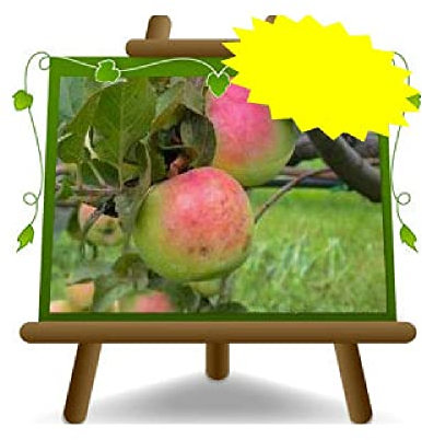 EURO PLANTS VIVAI Manzano Tonnorella Frutas Antiguas Árboles frutales Altura: 150~170 cm Edad: 2 Años Jarrón: Diámetro 20 cm