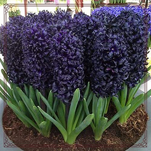 Hyazinthen Zwiebeln Hyazinthen zwiebeln winterhart Hyazinthen zwiebeln Dekorative Pflanzen FüR Den Garten Hyazinthen rhizome Hyazinthen zwiebeln