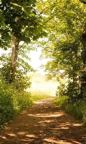Fotomural CAMINO DEL BOSQUE 150 x 250 cm | Papel Pintado Fotográfico - tejido no tejido | CALIDAD PREMIUM - HECHO EN LA UE - Incluye pegamento para papel tapiz