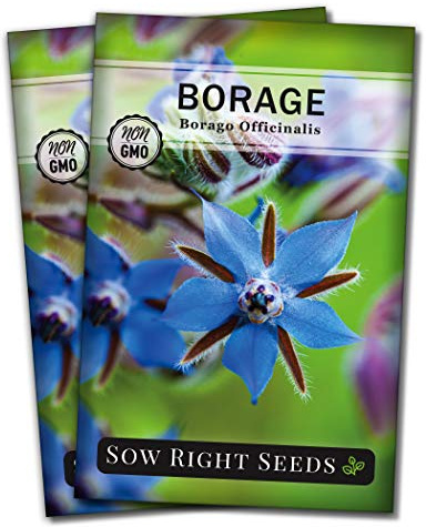 Sow Right Seeds-Borage Seed for Planting Medicinal Culinary Herb Garden 2pk