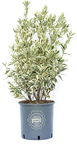 Vannucci Piante - Euonymus japonicus Bravo, Evonimo Bravo, Pianta vera in vaso, Pianta da siepe, Pianta da terrazzo, Arbusto sempreverde