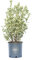 Vannucci Piante - Euonymus japonicus Bravo, Evonimo Bravo, Pianta vera in vaso, Pianta da siepe, Pianta da terrazzo, Arbusto sempreverde