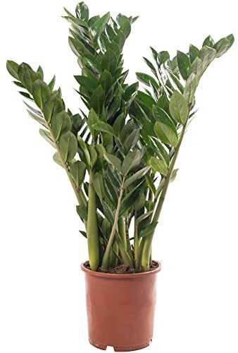 Planta de interior grande Zamioculcas real, ZZ perenne exótica para el hogar, alta y frondosa.