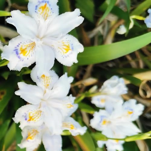 SchwertlilienZwiebeln, IrisZwiebeln, gartenblumen blumenzwiebeln mehrjährig winterhart balkonpflanzen winterhart 5pcs