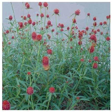 Gomphrena haageana 'Strawberry Fields' / Globe Amaranth/Everlasting Flowers / 100 Seeds