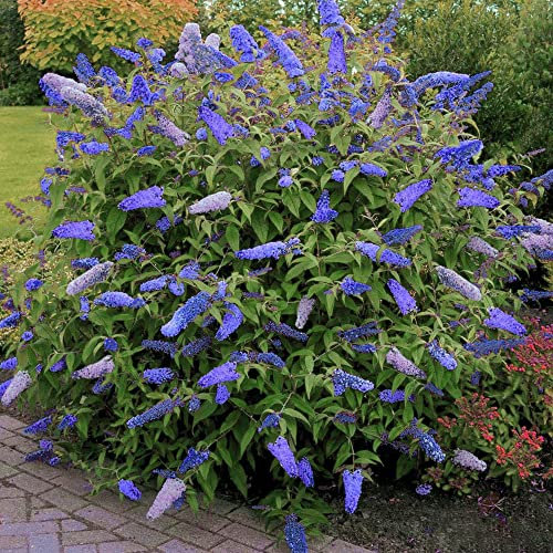 Arbre aux papillons Buddléia de David Empire Blue Arbuste de jardin parfumé 17cm Pot