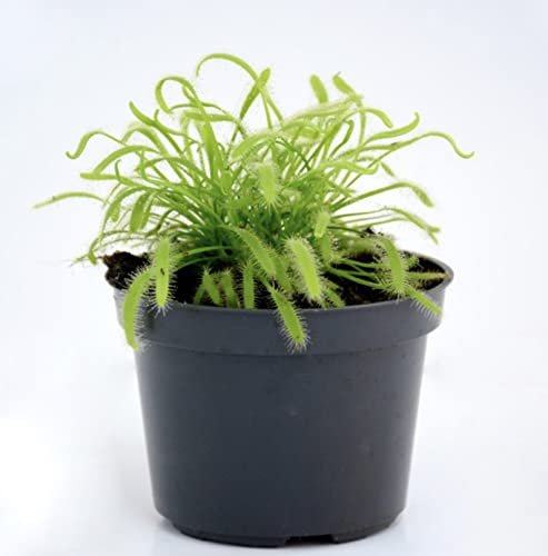 Drosera Capensis Sundew Plant - Carnivorous Plant - 8.5cm Pot