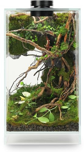 Desktop Glass Plant Terrarium with Grow Light(L7.8 W7.8 H14), for Succulent, Moss, Miniature Gardening Landscape, Betta Fish Tank, Indoor Plant Growth, Office Home Decoration (TimeControlled)
