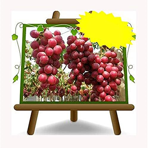 Vigne Red Globe - Plante de fruits vieux sur pot 20 - arbre max 170 cm - 2 ans