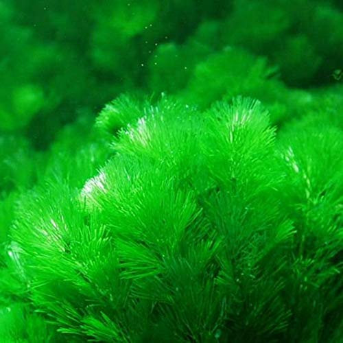 1000Pcs Mixed Grass Seeds Aquarium Tank Decor Water Green Aquatic1 Plant Seeds - Flower Seeds Vegetable Seeds Fruit Seeds Garden Plant Seeds