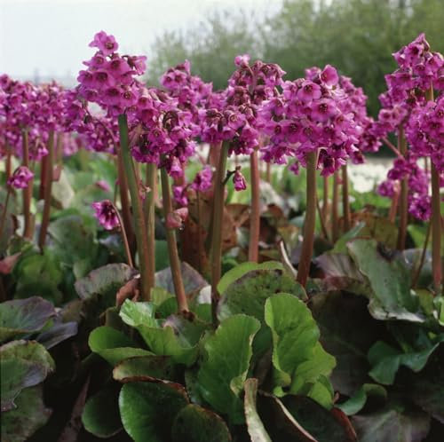 Bergenia cordifolia 'Morgenröte' 11x11 cm Topf – Winterhart, Immergrün, Pflegeleicht – Riesensteinbrech – Bodendecker für Beet & Steingarten