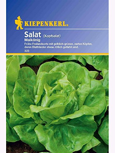 Salat Kopfsalat Maikönig