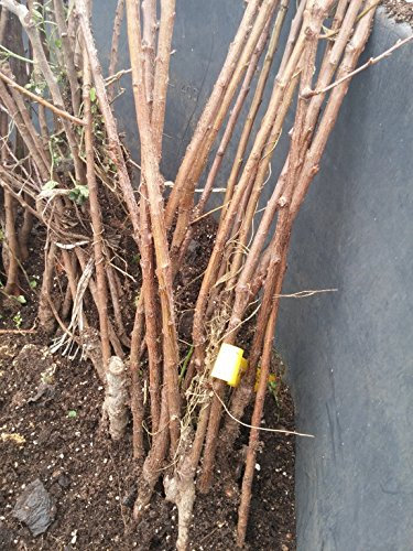 Albicocca Bella Di Imola Pianta a radice nuda Varietà Albicocca Bella Di Imola - 1 Pianta