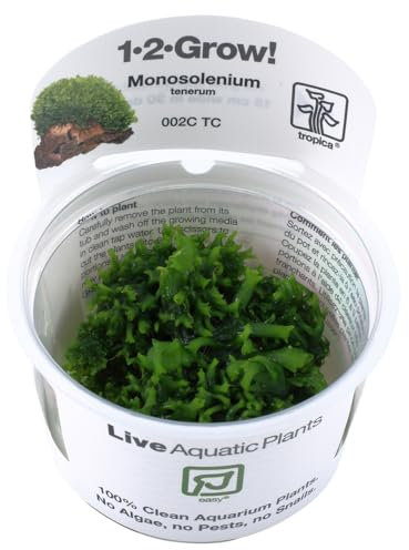 Tropica 1-2-Grow! Monosolenium tenerum 1 Stück