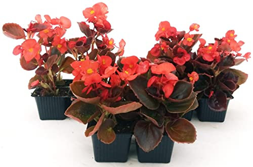 POWERS TO FLOWERS - BEGONIA SEMPERFLORENS, BEGONIETTA DA ESTERNO, FOGLIA ROSSA e FIORE ROSSO, 12 PIANTE, piante vere