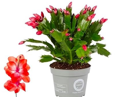 Christmas Cactus Plants, Schlumbergera red in 13 cm pots
