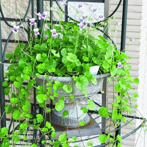 150samen Duftveilchen balkongarten | Gartenbepflanzung