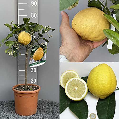 SAVINI VIVAI Citronnier, Citronnier Impérial ou Lipo Citronnier en pot de 20 cm hauteur 70 cm 2-3 ans de greffage, fabriqué en Italie