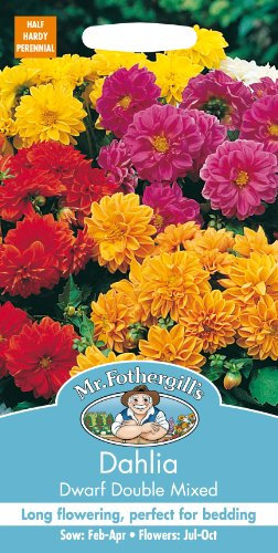 Mr Fothergill's Dahlia Dwarf Double Mixed