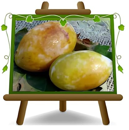 EURO PLANTS VIVAI Prunier Pappagona plante fruitière ancienne en pot 24/26 cm hauteur maximale 180 cm - Âge 4 ans