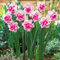 Huifang Fresh 100 piezas de narciso (no bulbos de narciso) semillas de flores para plantar rosa