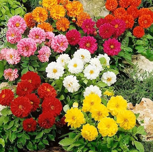DAHLIA VARIABILIS OPERA DWARF DOUBLE MIXED - 60 SEEDS - BORDER - POT - BEDDING