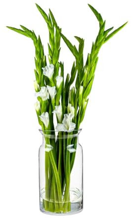 TREND FOR HOME Große Glasvase Hoch 29.5 cm Blumenvase Gross Bodenvase Glas Große Vase Amaryllis Vase Tulpen Runde Glasvase Zylinder Durchsichtig Große Vasen für Boden | Ø 16 cm | Sunflower