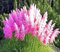 Pampas grass Pink feather - 200 seeds + Plant tag + Freebie - Cortaderia selloana - Ornamental grass