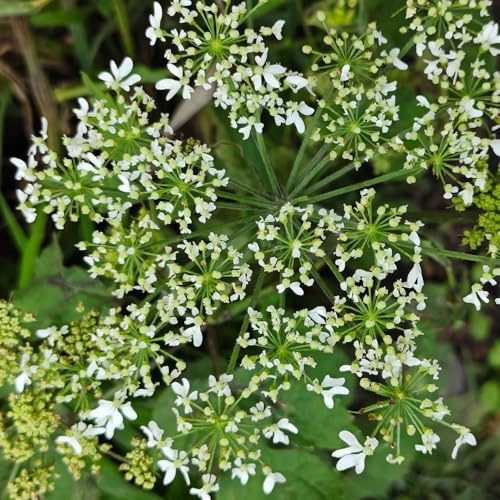semi di levistico - di letto rialzato per da interno balcone serra da giardino roccioso appartamento esotiche biologiche copertura del 30pcs