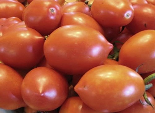 POMODORO CHICCO NR.200 SEMI