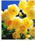 BALDUR Garten Kletter-Rose 'Dune®',1 Pflanze, winterhart & mehrjährig, pflegeleicht, große, gefüllte Blüten, betörender Duft von Zitronenkraut & Rose