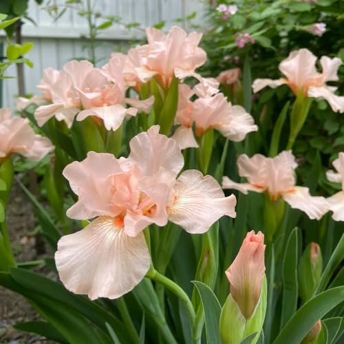 bulbos iris bonsái de interior resistentes de balcón robustas iris decoración reverdecimiento tejados prado abejas jardín 4pcs