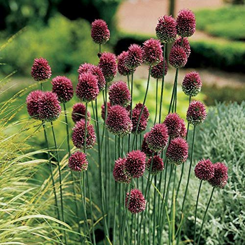 6 x Ail d'ornement sphaerocephalum - Allium Sphaerocephalon - Godet 9x9 cm, Fleurs Sphériques Pourpres, Attire les Abeilles