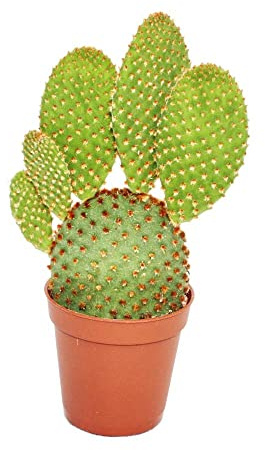 Cactus Alas de Ángel | Opuntia Microdasys | Altura +- 25cm | Planta Natural