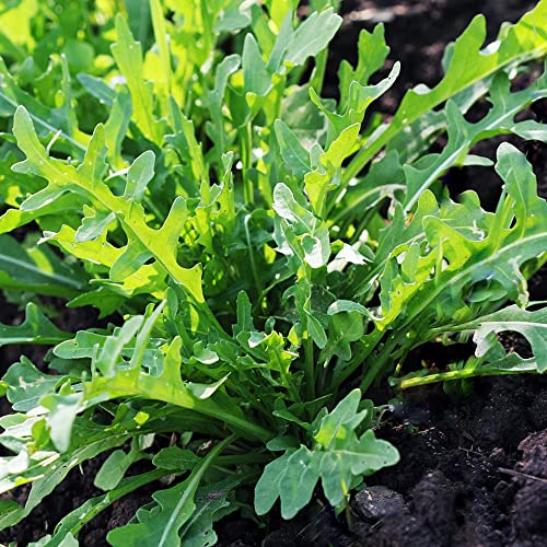 rucolasamen - rucola hochbeet gemüsesaat hochbeete für garten gewächshaus balkon gartendeko für draußen bio gemüsesamen alte sorten gemüsepflanzen gartenkräuter winterharte garten 420samen